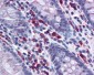 Rabbit Human Lambda Light Chain Secondary Antibody